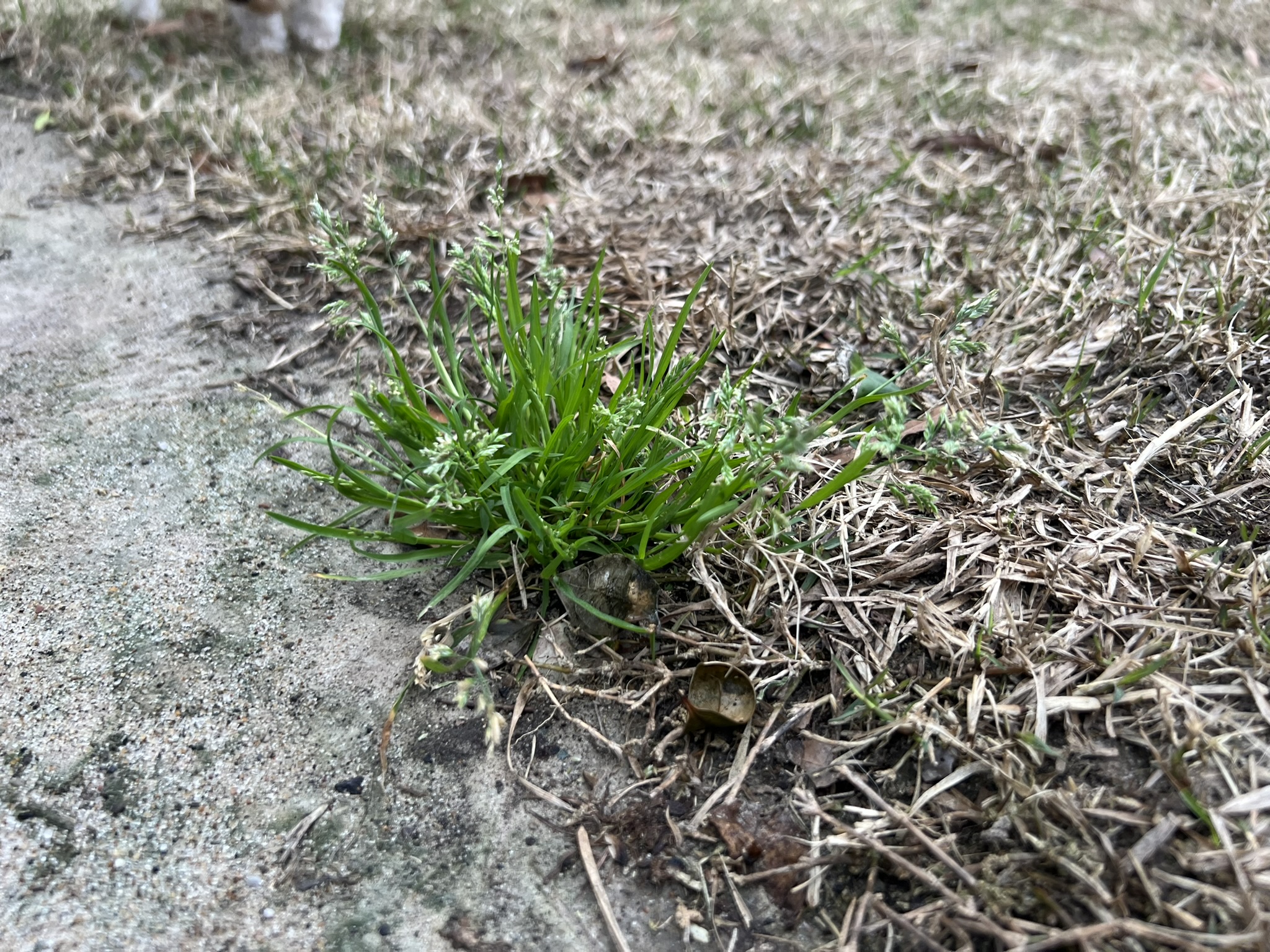 Fall Lawn Care Tips for Louisiana: Separating Good Advice from Generic Advice